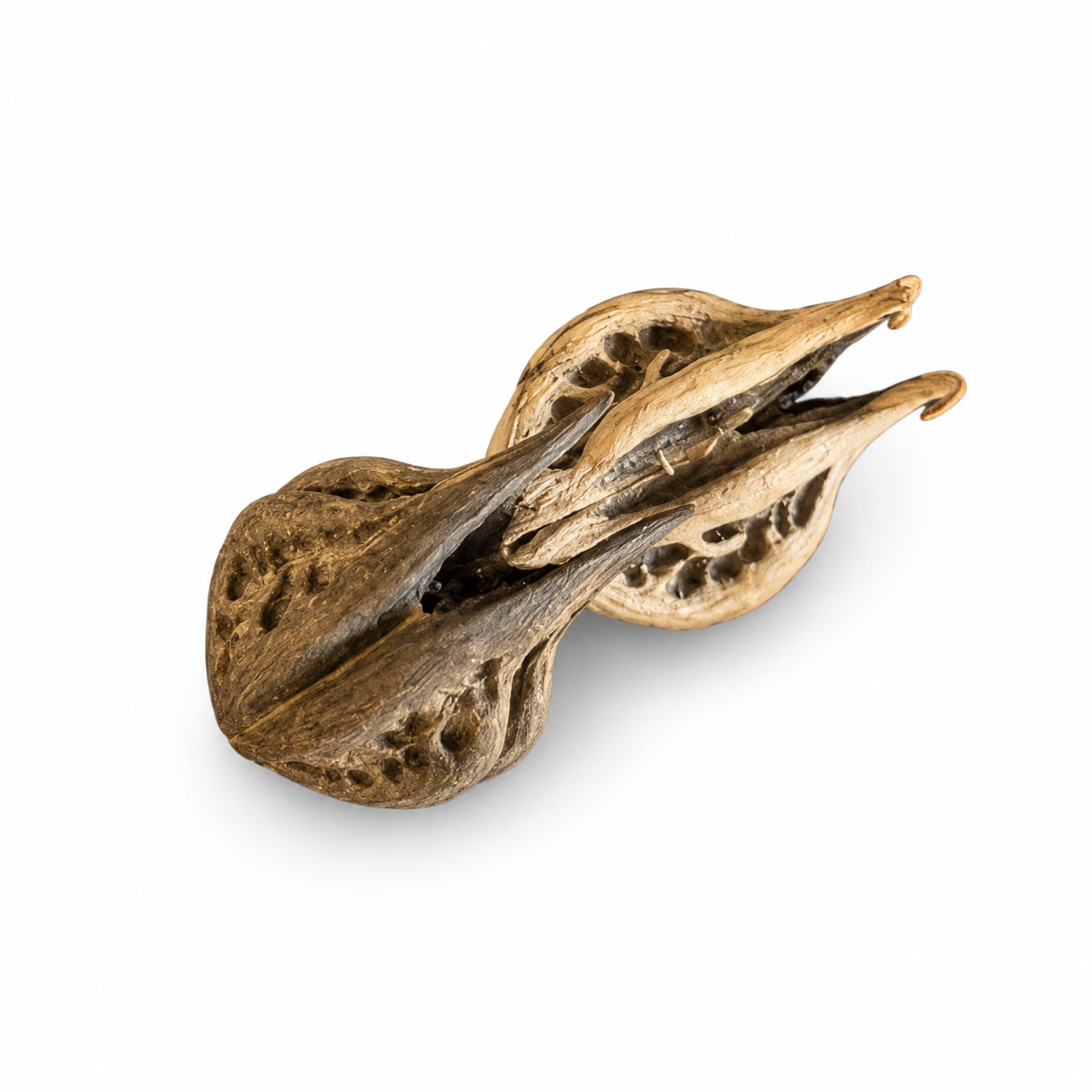 Garra de Pombagira Natural | Elemento Ritual para Altar, Assentamentos e Oferendas